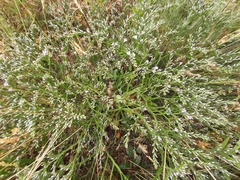 Goniolimon tataricum