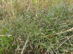 Goniolimon tataricum
