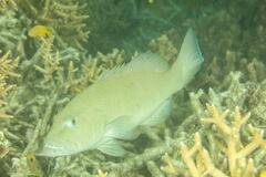 Plectropomus leopardus