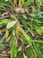 Goniolimon tataricum