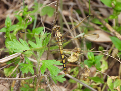 Orthetrum lineostigma