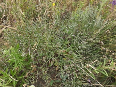 Goniolimon tataricum
