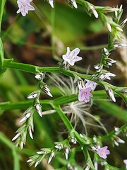 Goniolimon tataricum
