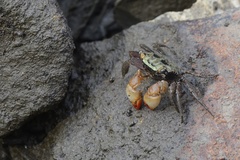 Parasesarma erythodactylum