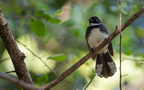 Sunda Pied Fantail (Rhipidura javanica), photo 10