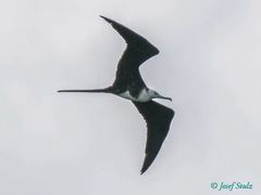 Fregata magnificens