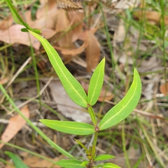 Polyscias sambucifolia