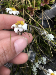 Leucogenes grandiceps