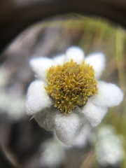 Leucogenes grandiceps