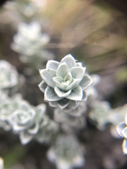 Leucogenes grandiceps