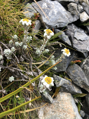 Leucogenes grandiceps