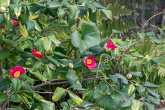Camellia japonica