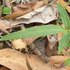 Polyscias sambucifolia