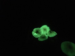 Mycena chlorophos