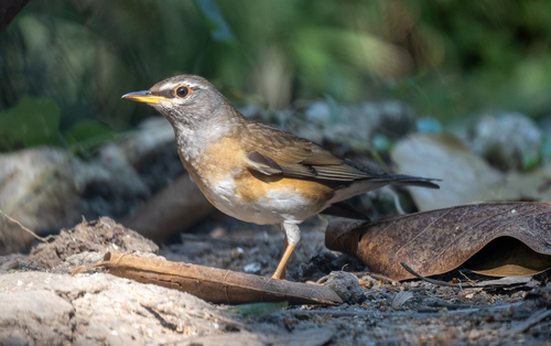 Zorzal rojigrís (Turdus obscurus)