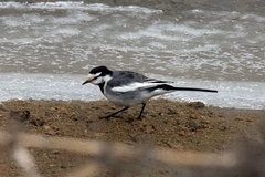 Motacilla alba lugens