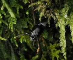 Thyreocephalus