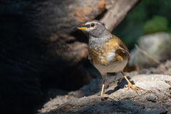 Turdus obscurus