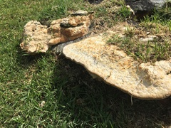 Laetiporus portentosus