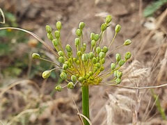 Allium pseudoflavum