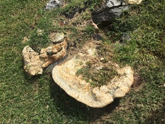 Laetiporus portentosus