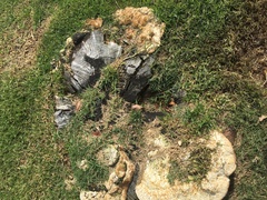 Laetiporus portentosus