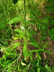 Campanula rapunculus lambertiana