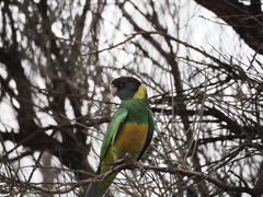 Barnardius zonarius zonarius