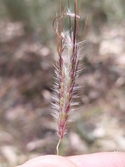 Dichanthium setosum