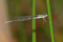 Austrolestes cingulatus
