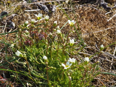 Saxifraga hypnoides