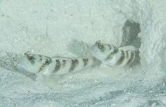 Cryptocentrus fasciatus