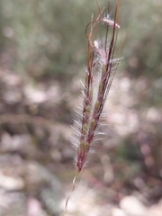 Dichanthium setosum