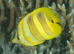 Chaetodon rainfordi