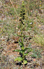 Epipactis helleborine tremolsii