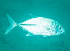 Caranx sexfasciatus