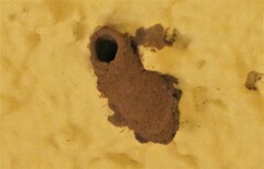 Sceliphron caementarium