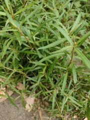 Alternanthera denticulata