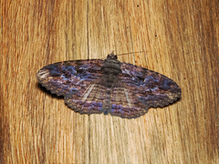 Anisoneura salebrosa