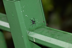 Corinnidae