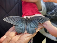 Papilio memnon heronus