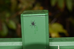 Corinnidae