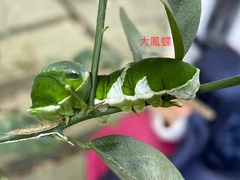 Papilio memnon heronus