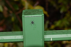 Corinnidae
