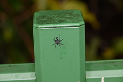 Corinnidae