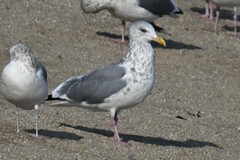 Larus fuscus heuglini