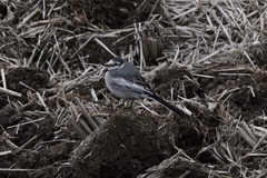 Motacilla alba lugens