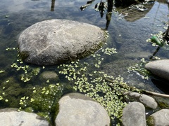 Lemna aequinoctialis