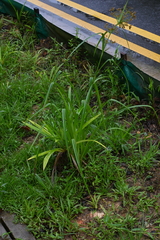 Rhynchospora corymbosa