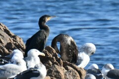 Phalacrocorax capillatus